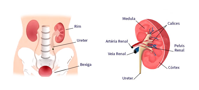 Estádios da doença ou insuficiência renal (nos rins)