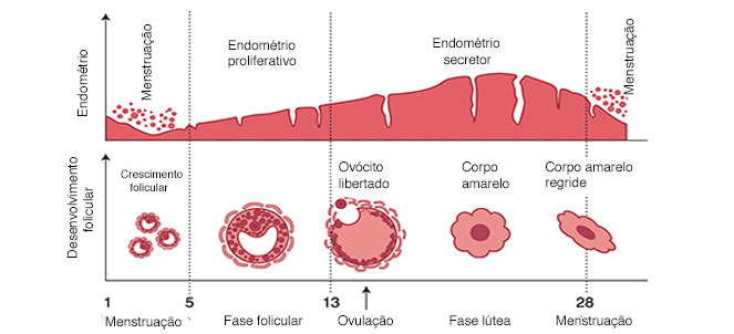 Menstruação, Período Menstrual - Tudo sobre o Ciclo Menstrual