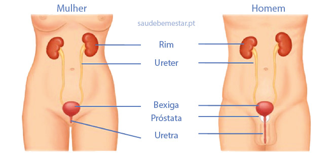 O que é bom para prevenir e tratar a infecção urinária?