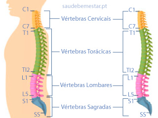 Anatomia da Coluna Vertebral