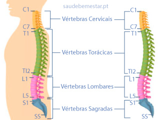 Segmentos da coluna Vertebral