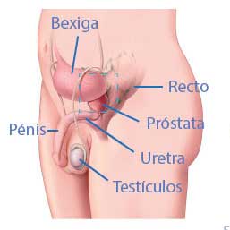 ecografia pelvica prostata