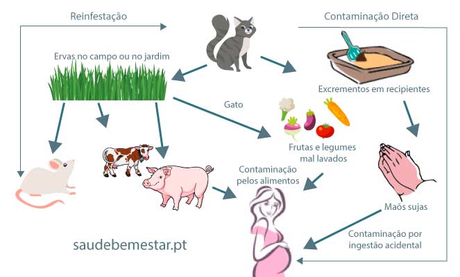 toxoplazmózis parazita