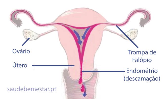 Ciclo ou Periodo menstrual irregular (Menstruação Desregulada)