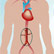/pt/clinica/cirurgia-vascular/aneurisma-aorta-abdominal/