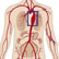 /pt/clinica/cirurgia-vascular/aneurisma-de-aorta-toracica/