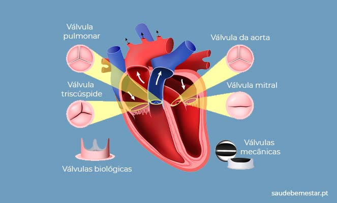 Imagens das válvulas cardíacas